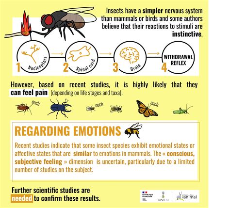 Can Insects Feel Love? The Surprising Truth About Their Hearts