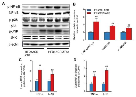 Chronotoxicity of Acrylamide in Mice Fed a High-Fat Diet: The ...