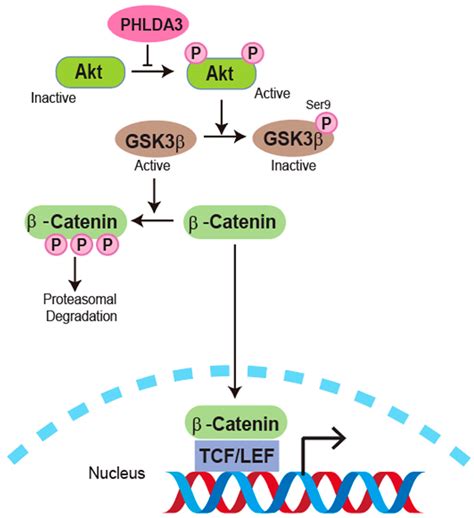 The Role of PHLDA3 in Cancer Progression and Its Potential as a ...