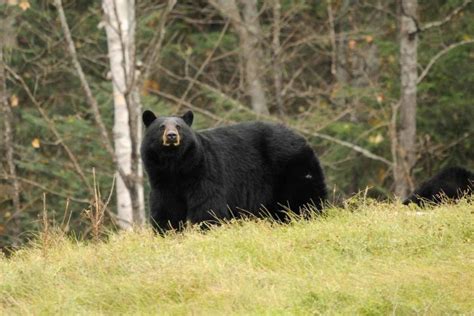 Bear firearms season to open Nov. 21 in West Virginia