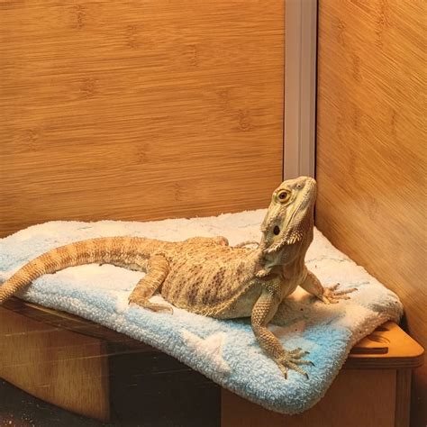 Bearded Dragon Lifespan In The Wild & Captivity - Learn About Nature