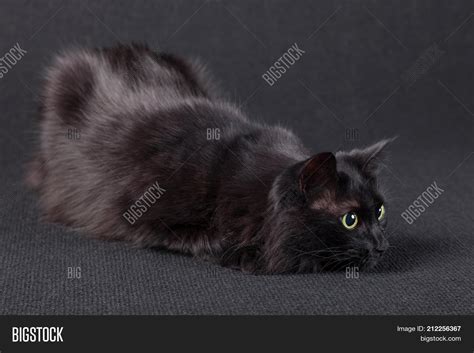 Black Turkish Angora