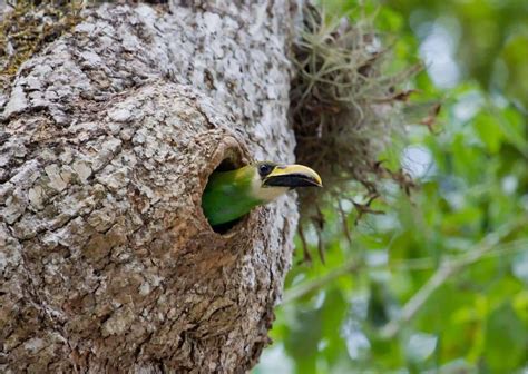 Toucan Behavior - AnimalBehaviorCorner