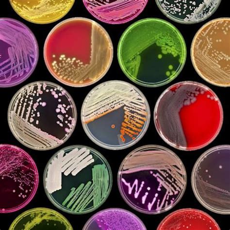 科学网—环境微生物之生长和繁殖 - 王从彦的博文