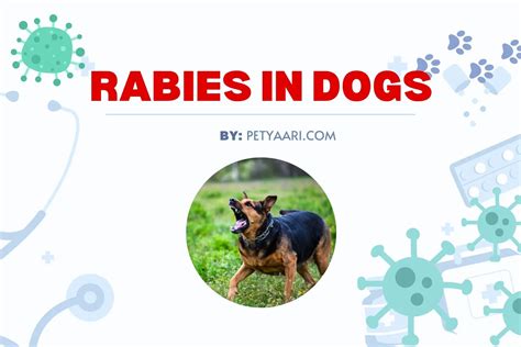 Rabies In Dogs In India: Symptoms, Transmission, Prevention - symptoms of rabies in dogs