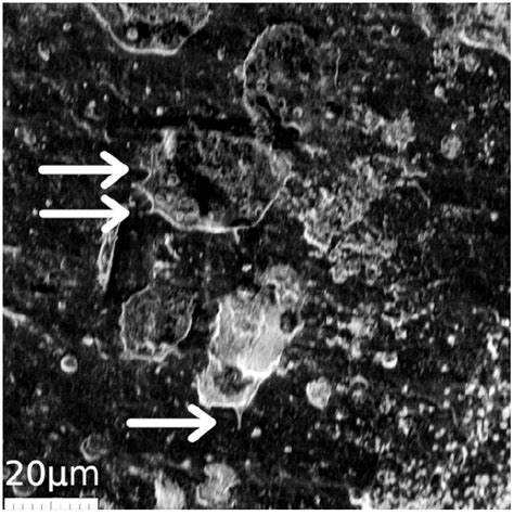 Scanning Electron Microscope Cell 的图像结果