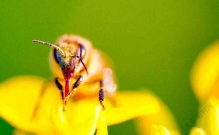 蜜蜂怕什么怎么驱赶 蜜蜂害怕什么该怎么驱赶 - 天气加