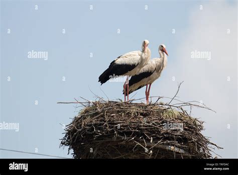 Work 的图像结果