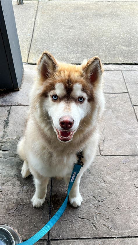 Samojeed Husky Mix