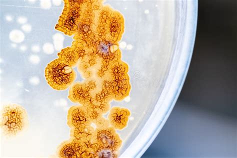 Image result for V-shape Soil Collection