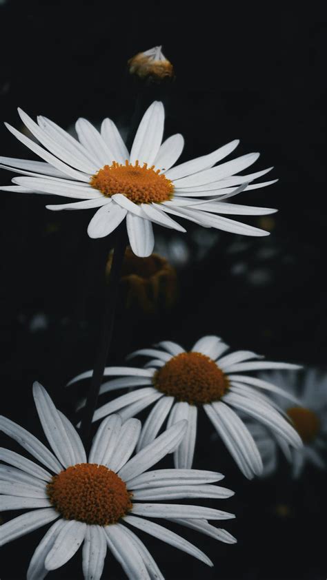Download Black And White Flower Blooming Daisies Wallpaper | Wallpapers.com