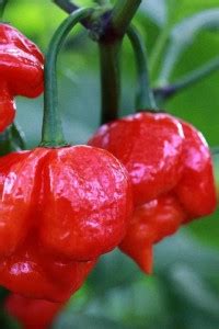 ActrovaX World's Hottest Pepper Trinidad Moruga Scorpion Chilli [16000 ...