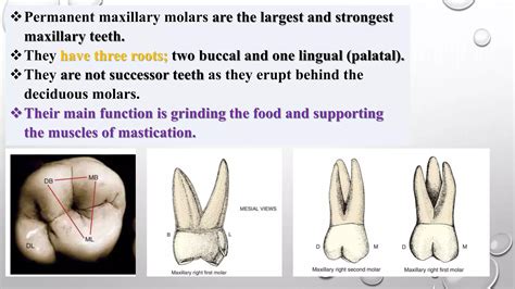 Permanent maxillary molars dental anatomy | PPTX