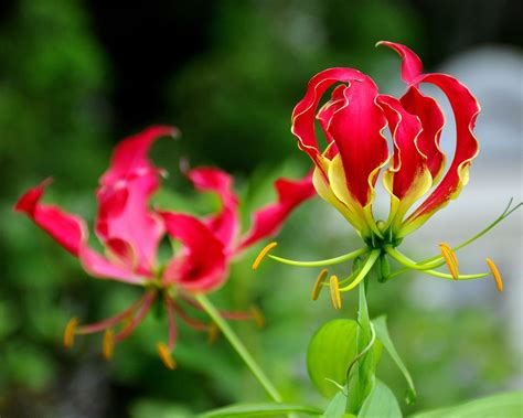 What Is The World S Most Poisonous Flower at Genevieve Tarrant blog