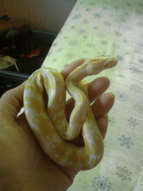 Image result for Baby Albino Ball Python