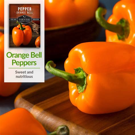 Orange Bell Pepper Seed - Sweet Bell Pepper - SurvivalGardenSeeds