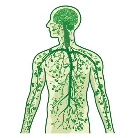 Rezultat imagine pentru Lymphatic System Fun