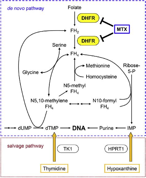 Image result for Purine Synthesis Folate
