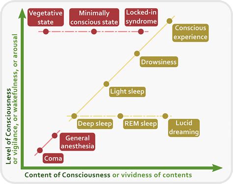 Frontiers | The Neural Correlates of Consciousness and Attention: Two Sister Processes of the Brain