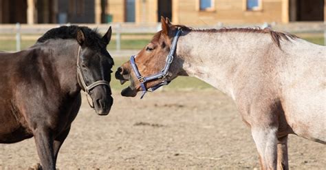 Image result for Communication Cheval