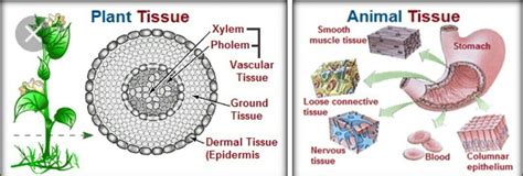 Image result for Alien Romulusw
