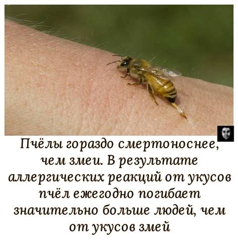 Оса Палач – где обитает, как кусает и чем опасен укус для человека?