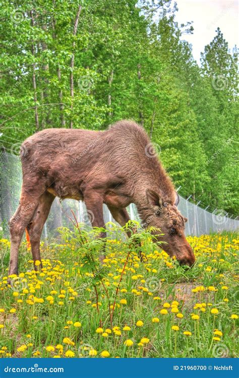 What Plants Do Moose Eat at Eula Garcia blog