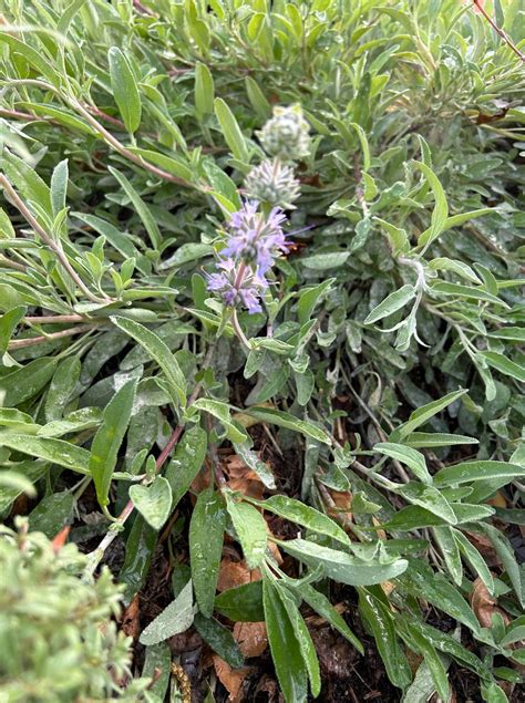 Salvia leucophylla ‘Bees Bliss’ , Creeping Sage – Plant Material
