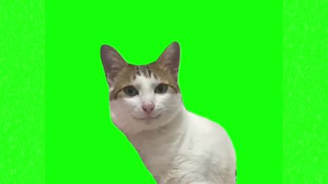 Cat smirking meme green screen - Video Download MP4