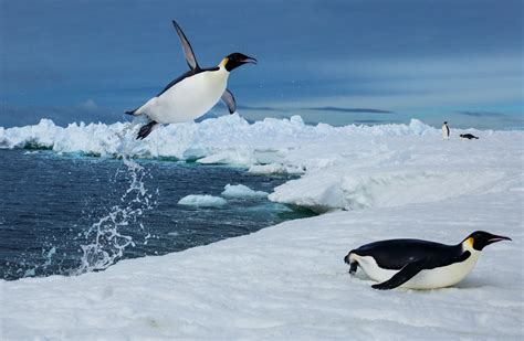 Antarctica’s penguins have evolved to survive anything, even cliff ...