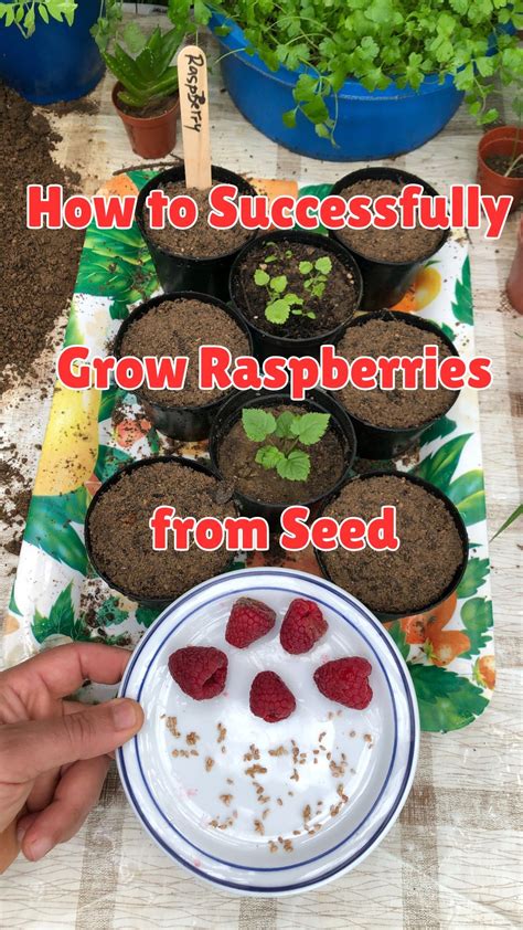 How to Successfully Grow Raspberries from Seed | Growing raspberries ...