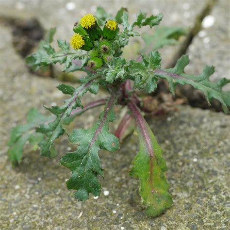 Almindelig brandbæger (Senecio vulgaris)