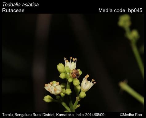 Toddalia asiatica | Butterfly