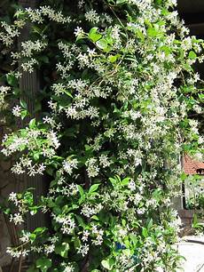 Types Of Climbing Plants by Types Of Fragrant Climbing Plants Landscaping Ideas And Types Of Climbing Plants