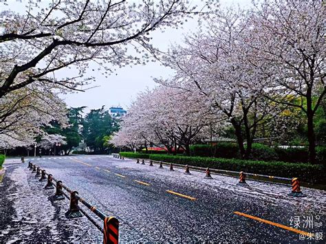 武汉同学发过来大雨过后的武大樱花，花开如梦，花落如雪。|武大樱花|如梦|新冠肺炎_新浪新闻