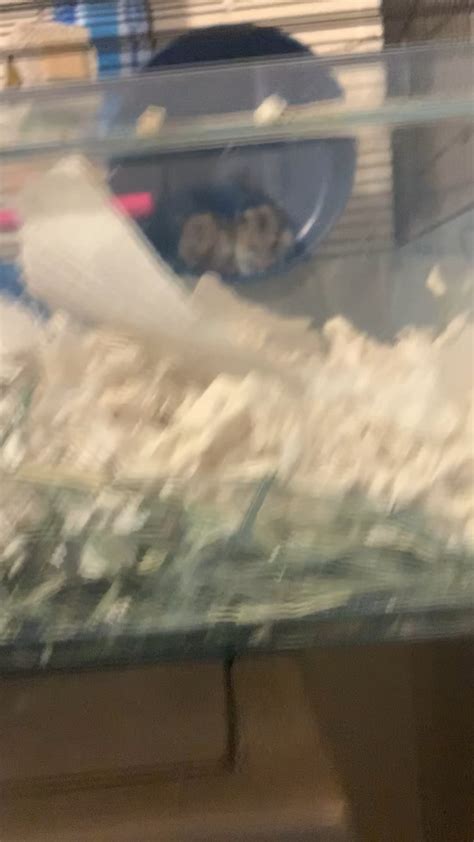 Image result for Dwarf Hamster Exploding MP4