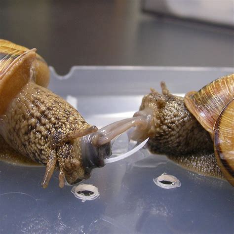Mystery Snail Mating