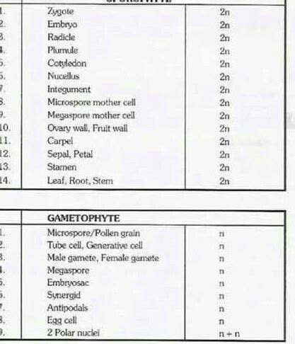 What are the ploidy levels of nucleus, megaspore mother cell ...