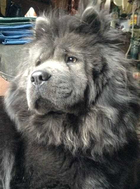 Blue Chow Dog