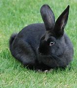 Image result for Black Rabbit with White Background