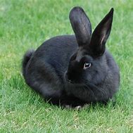 Image result for Black Bunny Onesie