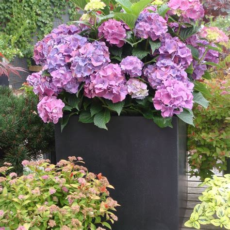 27 Ways To Grow Hydrangeas In Containers | Planting hydrangeas ...