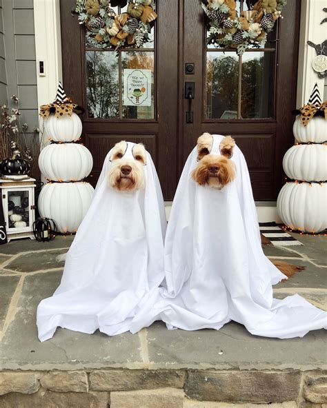 Dog In Ghost Costume