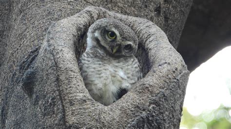 PHOTOS: This International Owl Awareness Day 2025, here are 6 owl ...