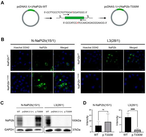 T330M Substitution in the Sodium-Dependent Phosphate Transporter NaPi2b ...