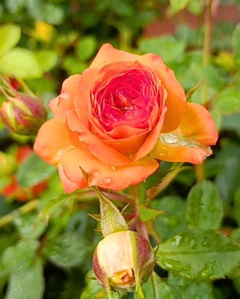 Marvel Orange Rose Plant - Marvel Orange Rose Flower PLant