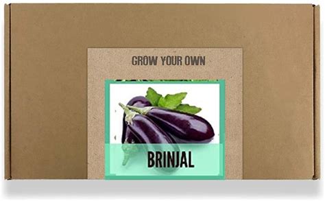 CYBEXIS Fast Germination Purple Brinjal Seeds2400 Seeds Seed Price in ...