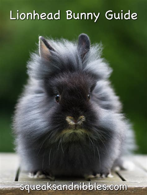 Lionhead Rabbit Breed Information Center: Discover The Lionhead Bunny