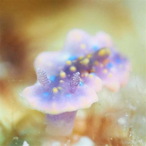Does anyone know what specific species of nudibranch this is? It's absolutely stunning and I'd ...
