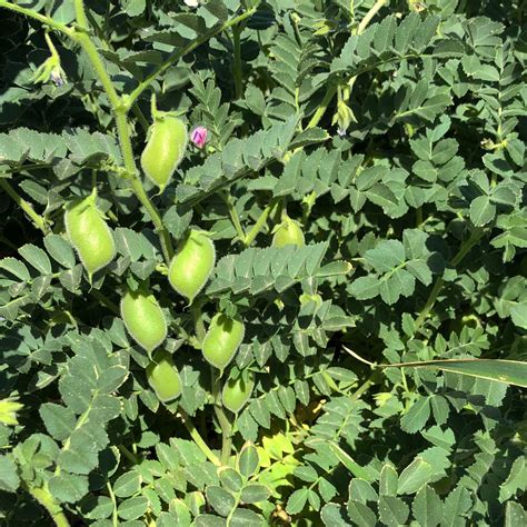 NASR > Bean - Chickpea – Native-Seeds-Search